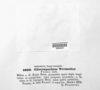 Titaeosporina tremulae image